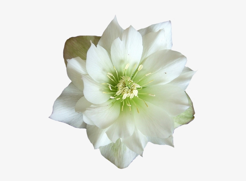 Green And White Flower - Flower, transparent png download