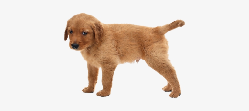 Sized For Coffee Mug, transparent png download