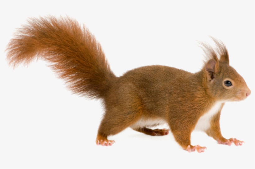 Squirrel Png, transparent png download