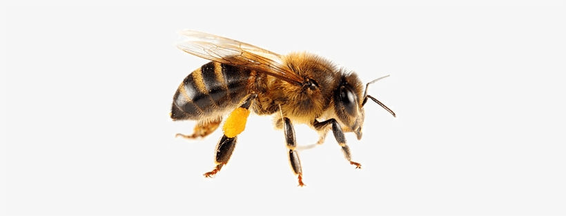 Isolated Bee - Honey Bee, transparent png download