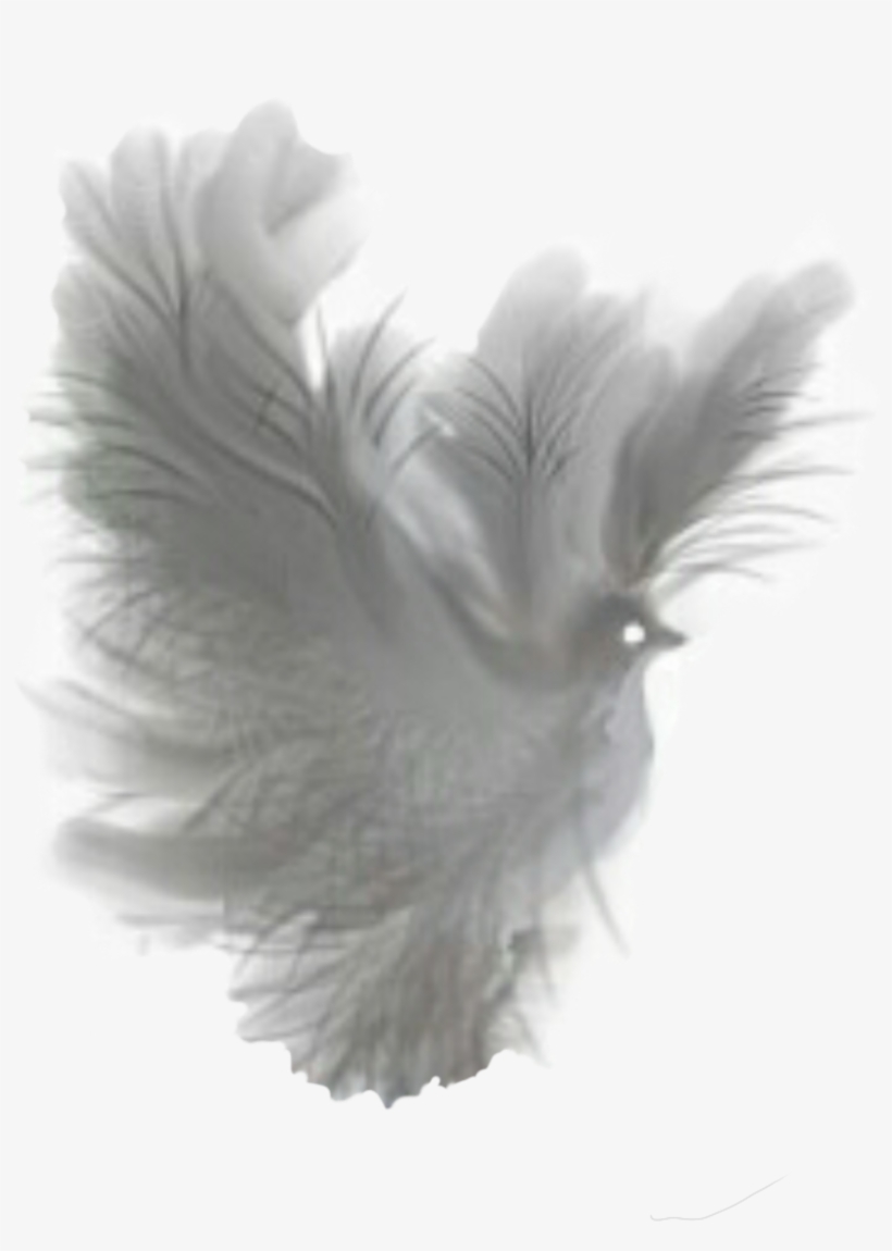 Dove Clipart Feather - Fantasy Dove, transparent png download
