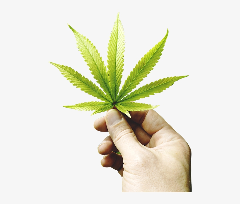 2017 Marijuana Law Changes, transparent png download