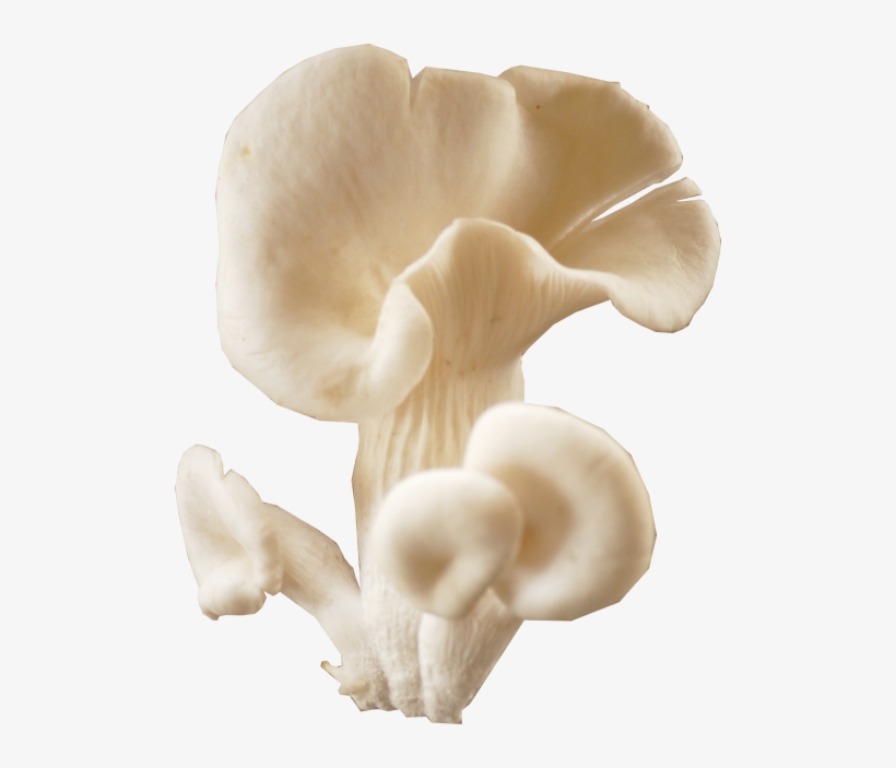Mushroom Download Transparent Png Image - Oyster Mushroom, transparent png download