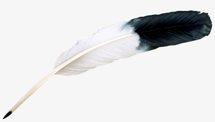Bird Feather Png Image - Bird Feather Png, transparent png download