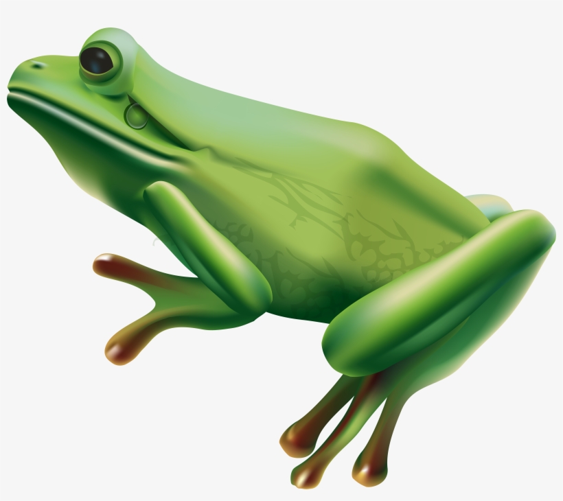 Frog Png, transparent png download