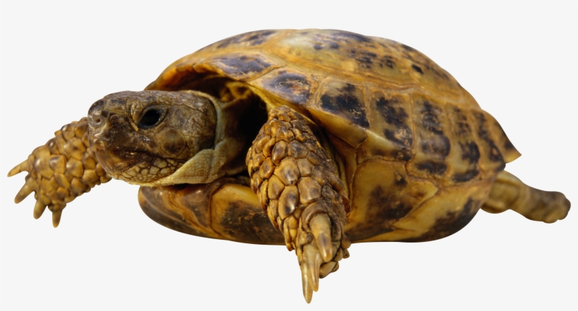 Download - Friskies Optimal Fsk Turtles Vegetarian 130 Gr, transparent png download