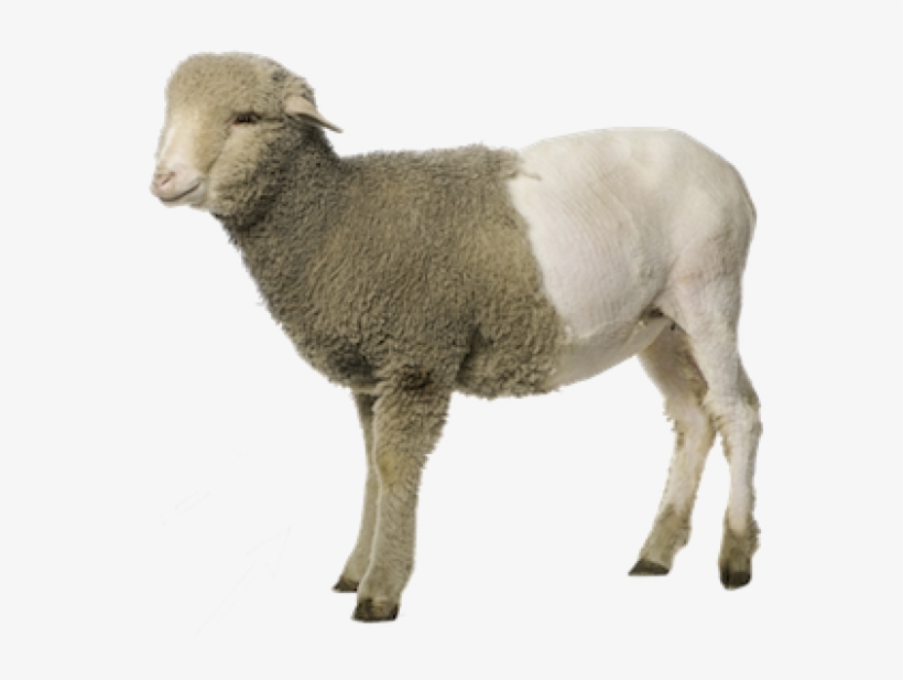 Sheep Png Free Download - Sheep Png, transparent png download