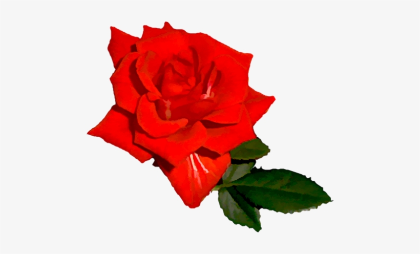 Bright Red Rose 03 - Bright Red Rose Png, transparent png download