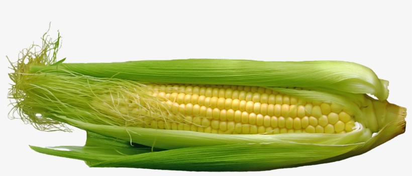 Maize, transparent png download