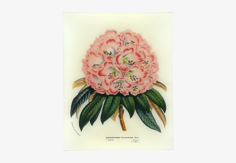 Rhododendron Nilagiricum Rhododendron Nilagiricum - Rhododendron, transparent png download