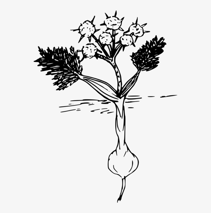 Computer Icons Root Plant Lomatium Cous Download - Biscuitroot Drawing, transparent png download