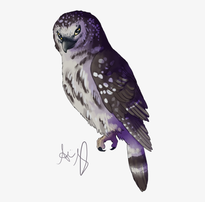 Boreal Owl Doodle - Northern Harrier, transparent png download
