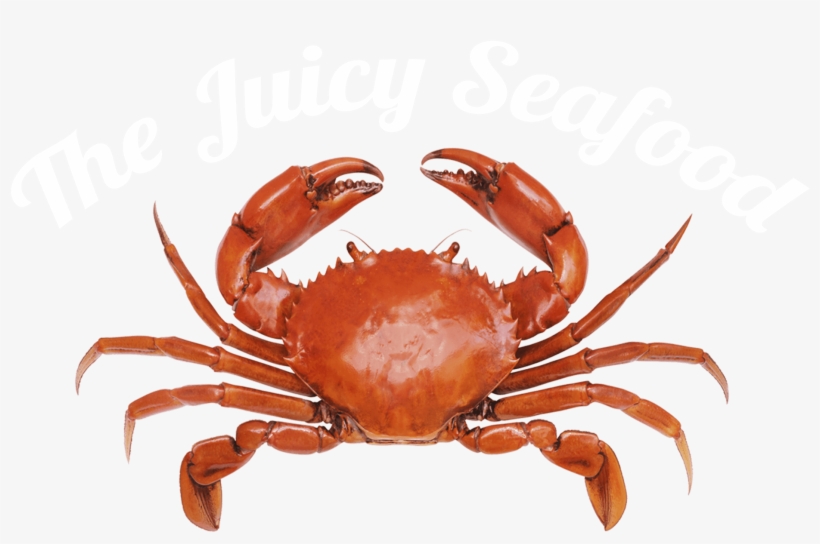 Stone Crab Png - Tense Bees And Shell-shocked Crabs (ebook), transparent png download