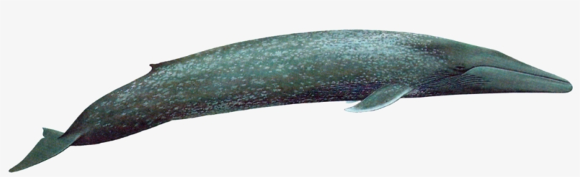 Blue Whale Png Transparent Picture - Blue Whale Transparent, transparent png download
