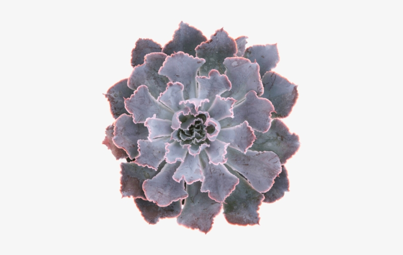 Succulent 1, transparent png download