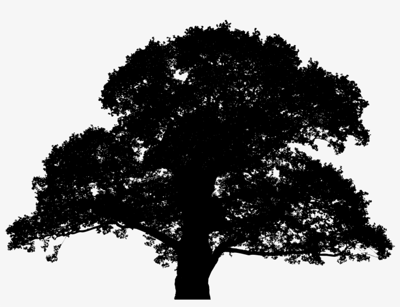 This Free Icons Png Design Of Detailed Large Oak Tree, transparent png download