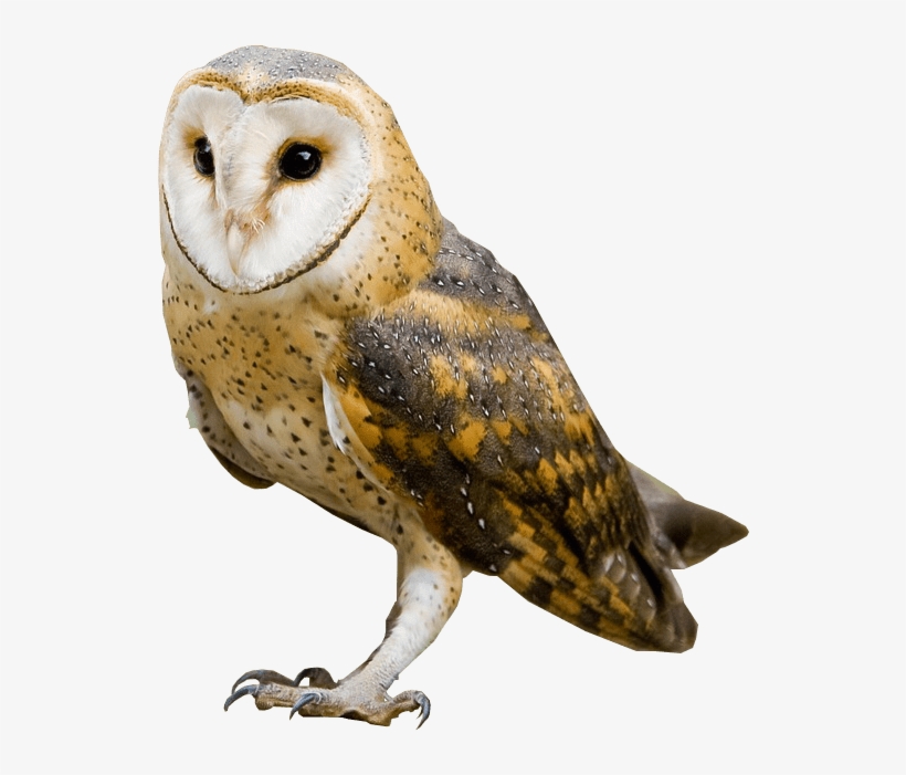 Barn Owl No Background Image - Owl With No Background, transparent png download