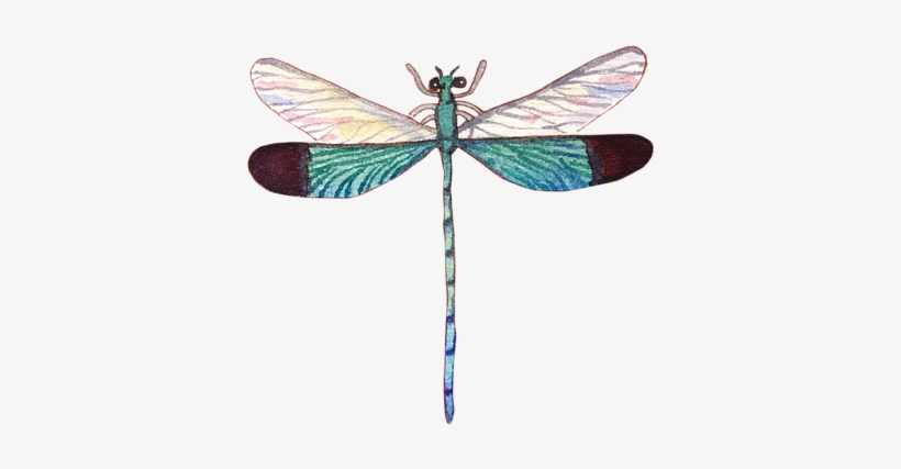 Bleed Area May Not Be Visible - Tropical Dragonfly, transparent png download