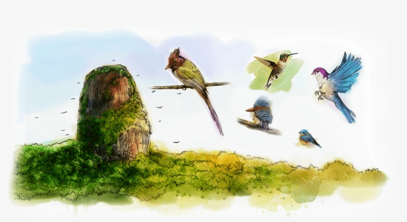 Species Of Birds That Can Be Found In This Vast Forest - Web Design, transparent png download