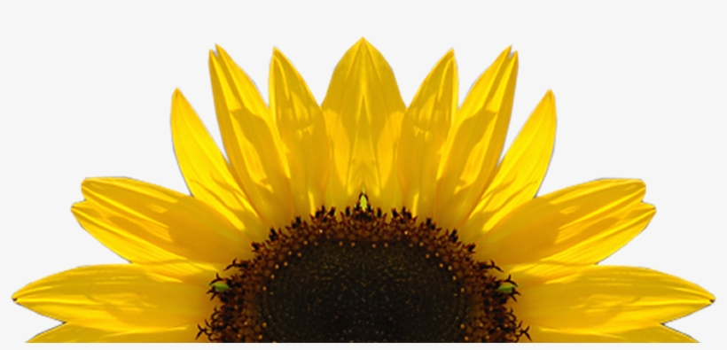 Sunflower, transparent png download