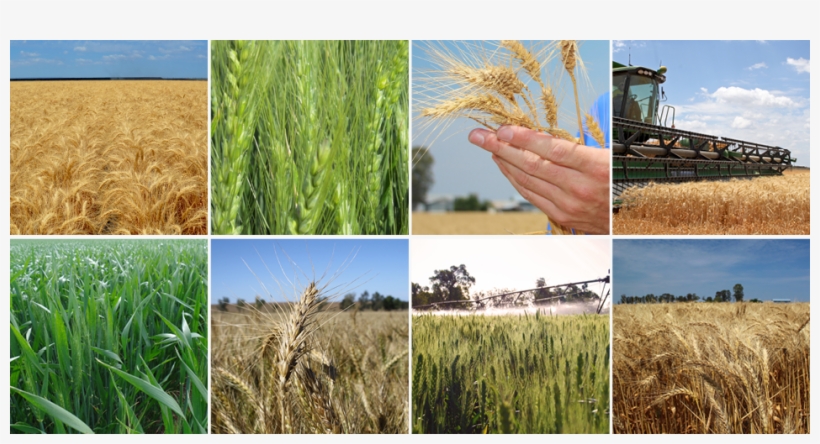 Of Wheat Planting Seed - Field, transparent png download