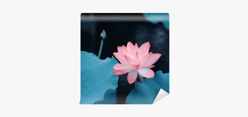 Canvas, transparent png download