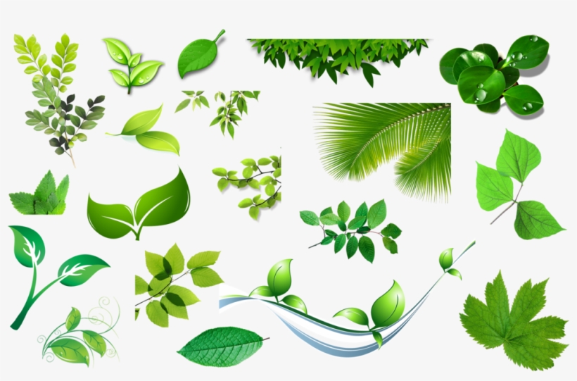 Leaves, transparent png download