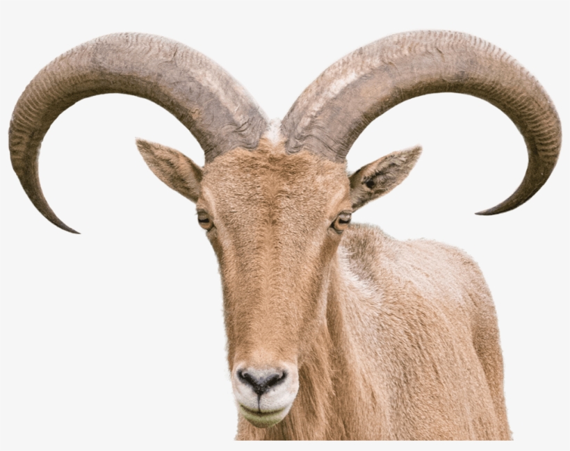 Barbary Sheep - Goat Horn Png, transparent png download