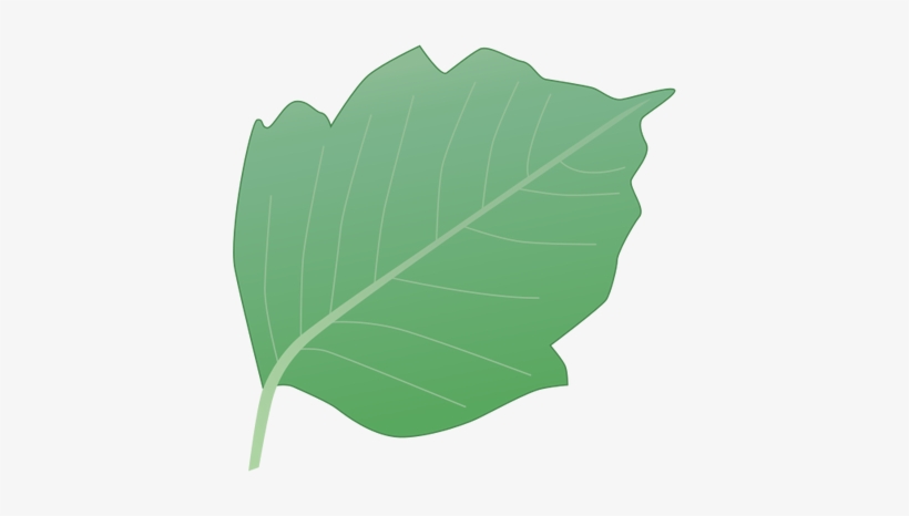 Ian Symbol Rhus Radicans Leaf - Illustration Of A Leaf, transparent png download