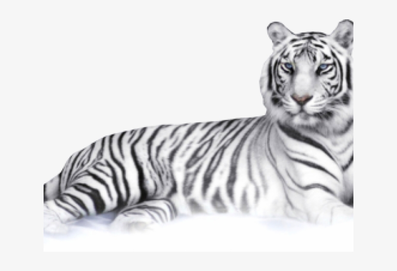 Tigre Blanco En La Nieve, transparent png download