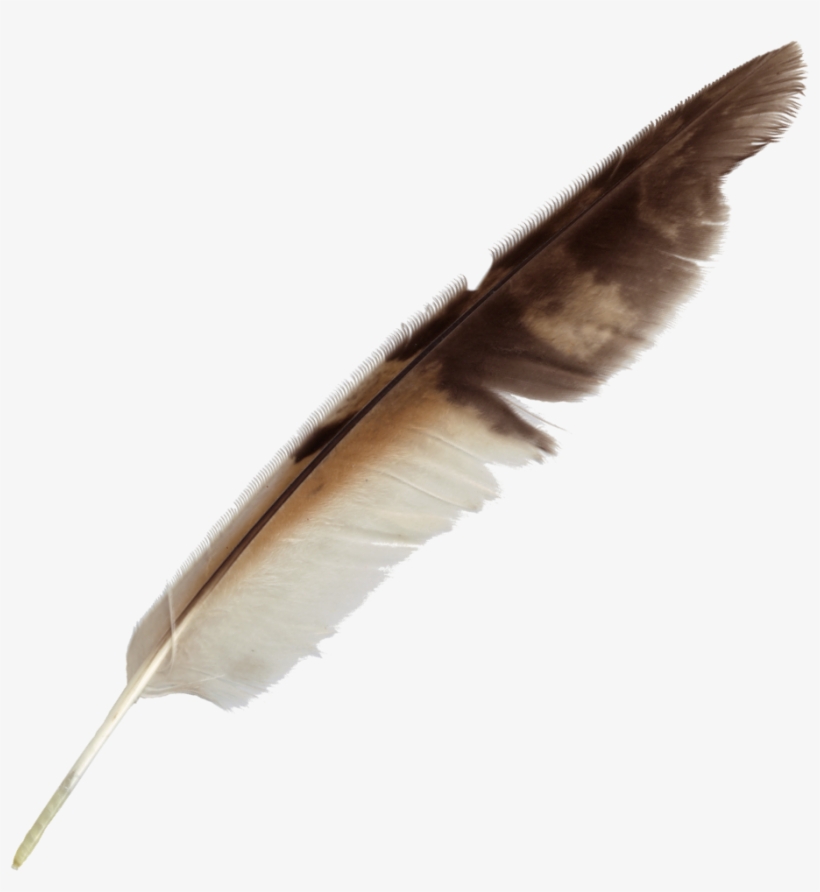 Free Download - Feather Transparent, transparent png download