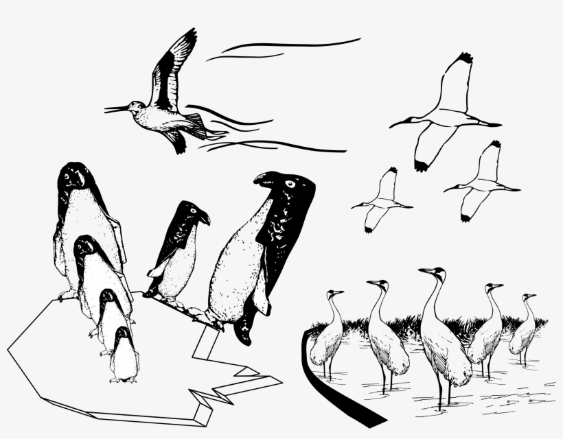 This Free Icons Png Design Of Many Birds Flying In, transparent png download