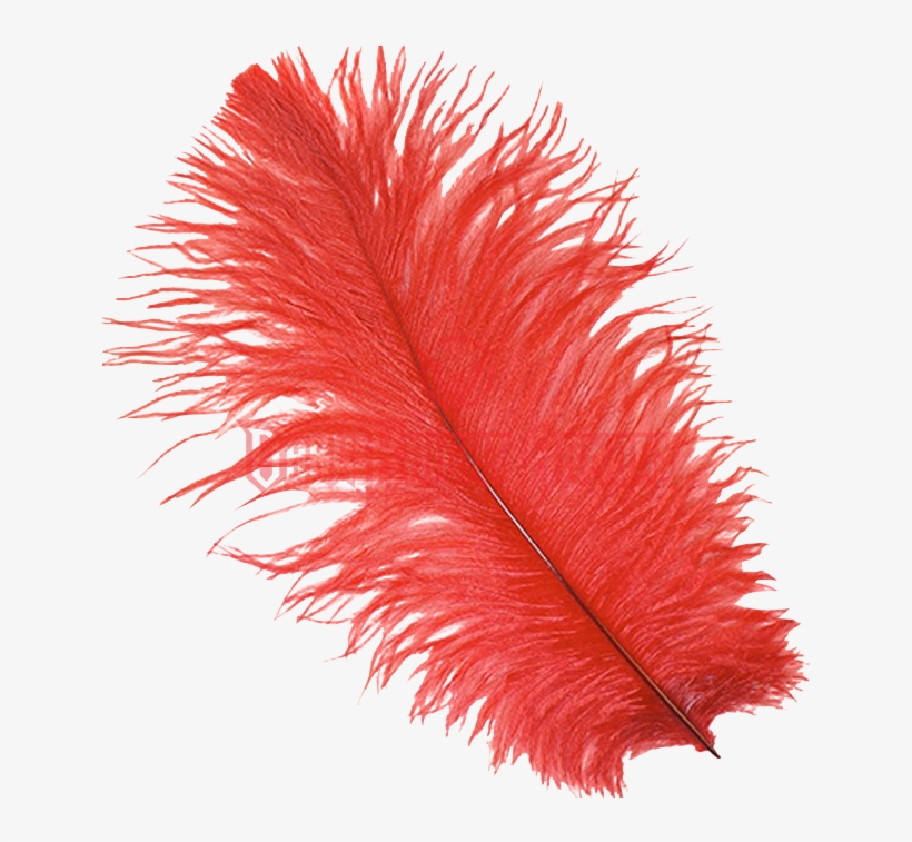 Red Feather Png Image Library Stock - Zucker Feather - Ostrich Feathers-drabs Selected -, transparent png download
