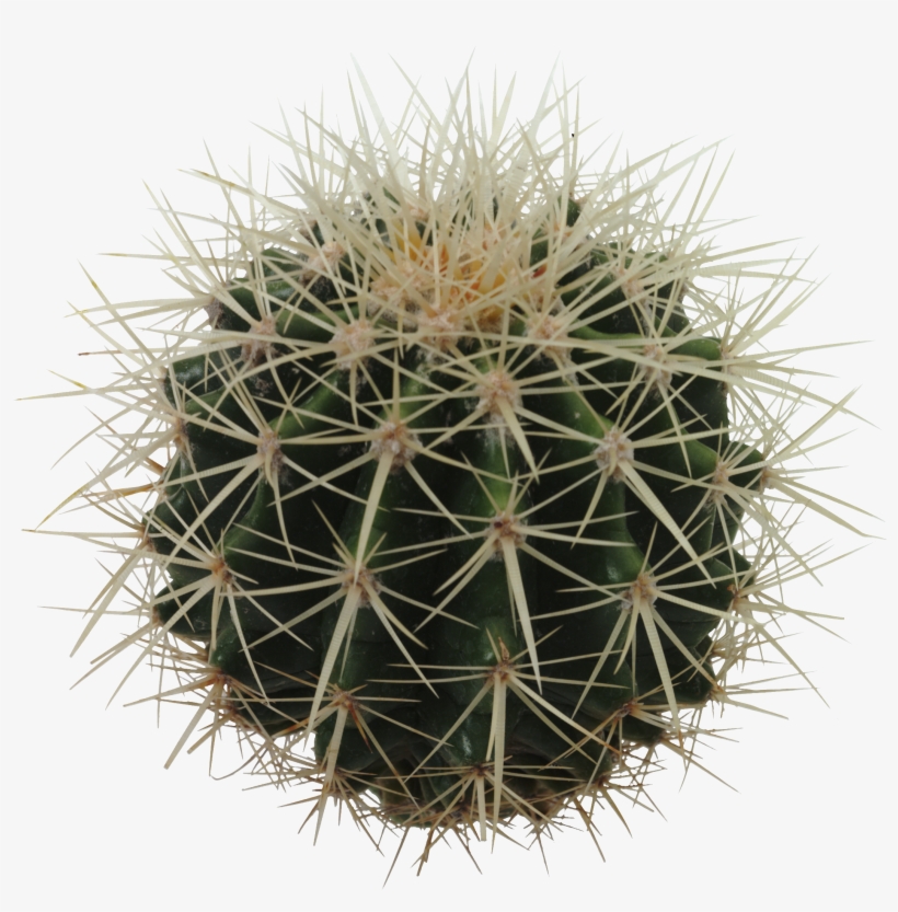 Barrel Cactus Png, transparent png download