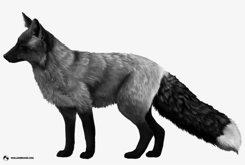 Fox Domestication And Pet Ownership - Black Piebald In Fox, transparent png download