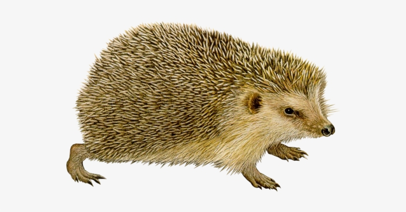Hedgehog Png - Ёж Пнг, transparent png download