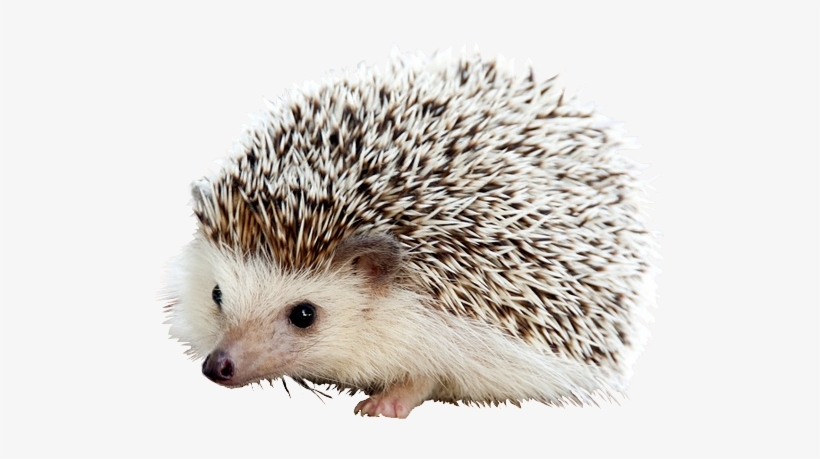Hedgehog - Cute Hedgehog, transparent png download