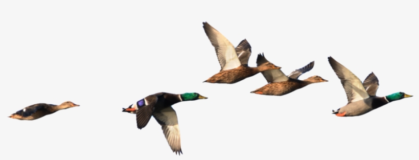 Are You Ready To See What We Can Do For Your Business - Duck In Flight Png, transparent png download