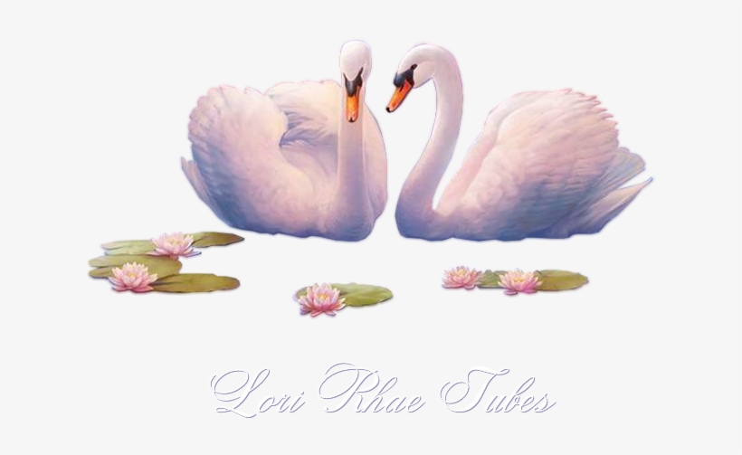 We Invite You To Surf Through All The Pages And Snag - Water Bird, transparent png download