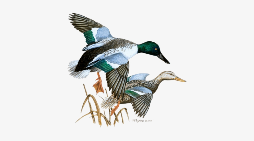 Grille Menu - Mr Ducks Png, transparent png download