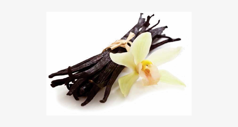 Vanilla Bean - French Vanilla Fragrance Oil - 4 Oz - For Candle &, transparent png download