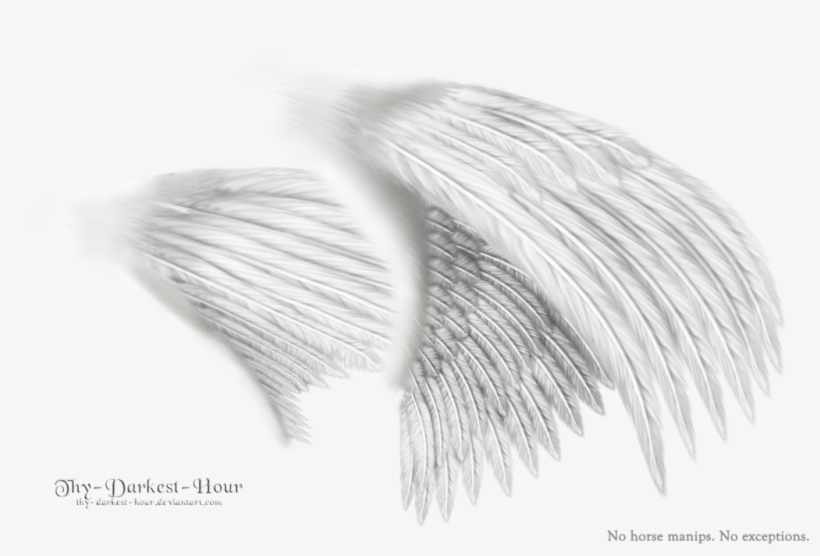 Dual Wings White - Sketch, transparent png download
