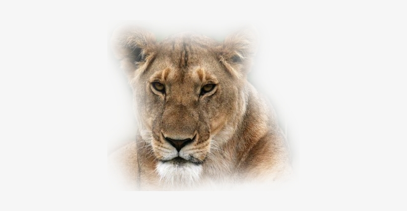 Misted-lionness - Masai Lion, transparent png download
