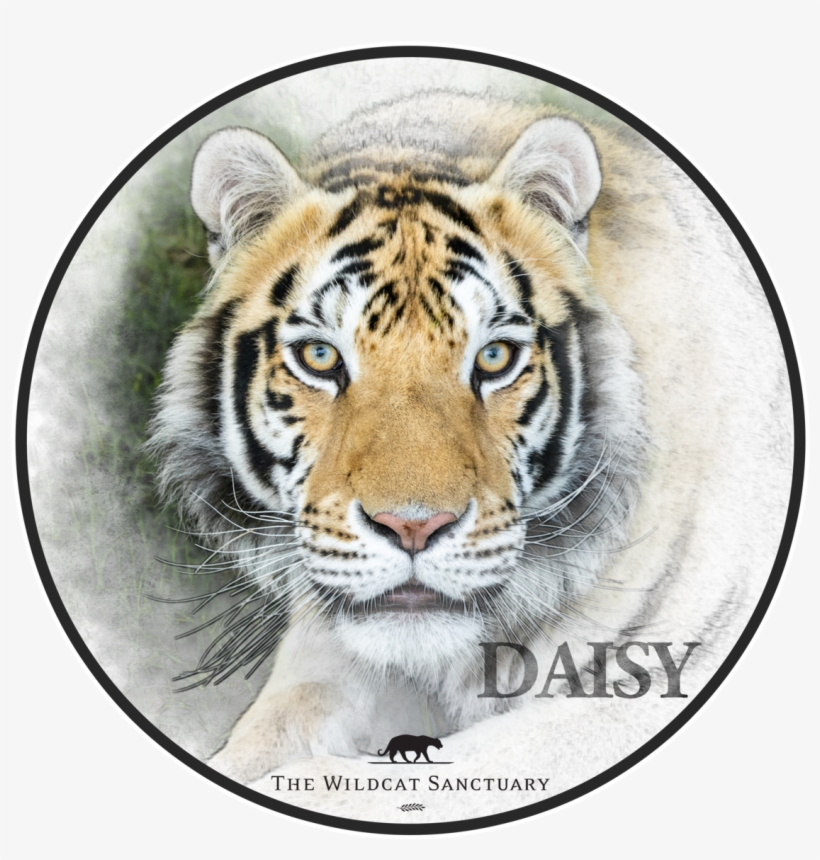 T-shirt, transparent png download