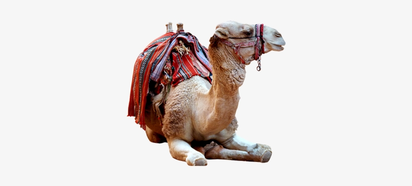 Camel Photo Png - Arabian Camel, transparent png download