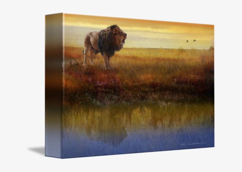 Savanna Reflection African Lion By R Christopher Vest - Gallery-wrapped Canvas Art Print 10 X 7 Entitled Savanna, transparent png download