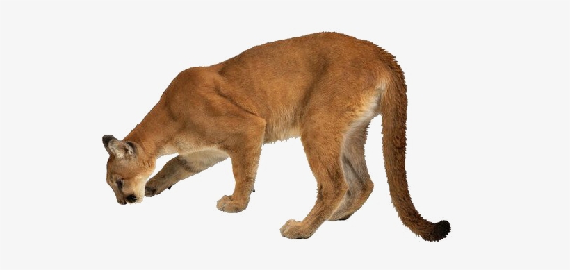 Lioness Png High-quality Image - Amazing Book Of Mammal Records: The Largest, The Smallest,, transparent png download