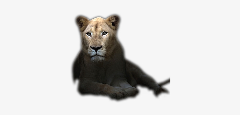 Golden State Tannery, transparent png download