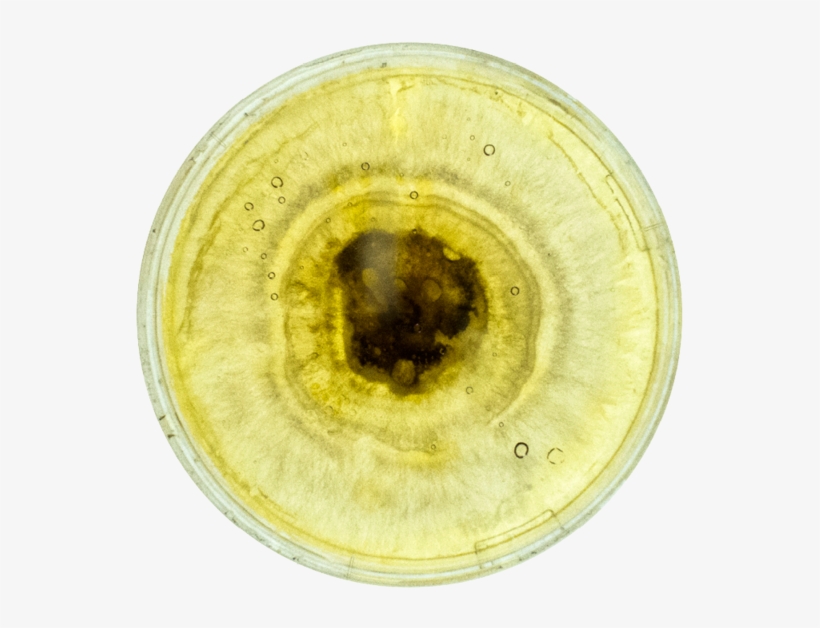 How To Cultivate Matrix, transparent png download