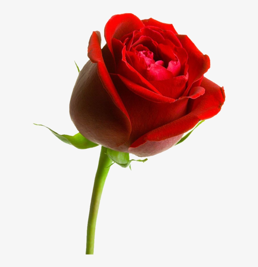 Rosa ,en Formato Png - Thank You Cards (pk Of 10), transparent png download
